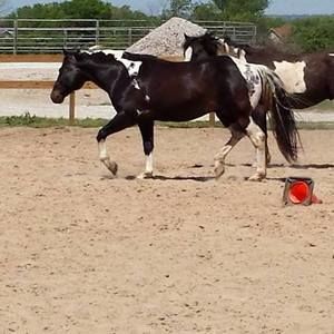 Meet your Posher, Judy